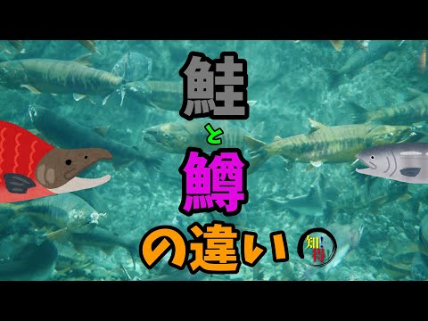 サケとマスの違い🐟　◆知っ得◆雑学