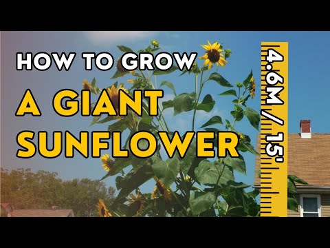 Sow these seeds if you want the tallest sunflowers 🌻