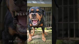 angry dog barking Sounds to make your dog bark #rottweiler #angrydog #catvideos #lazydog #funnypuppy