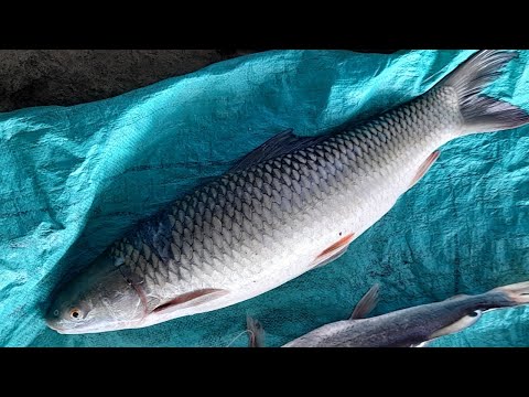 fish cutting Ganga fish freshfish 05kg 1000 Rs #chirutravellervlogs  #cutting #fish