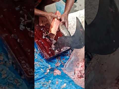 Amazing Cutting Skills | Giant Fish Cutting Skills By Expert Fish Cutter