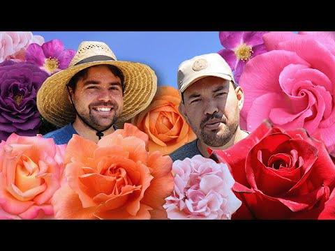 We're Rose Growers Now?