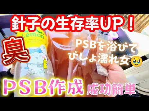 【メダカ】針子の生存率上げるPSB光合成細菌の培養😆簡単成功作り方🐟PSB浴びてびしょ濡れ女は臭い🥹‪#めだか#飼育#ビオトープ#育成#宮桜#紅白ラメ幹之#餌#4k