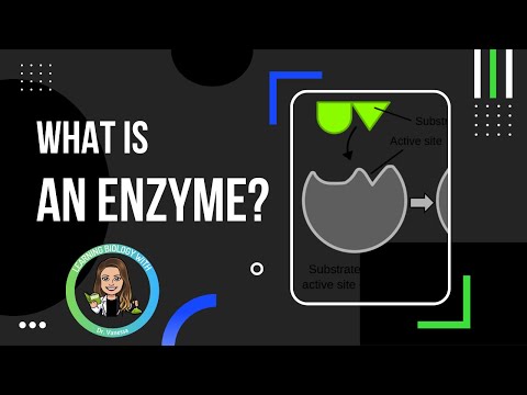 What are Enzymes and What do they Do?