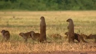 Gang Warfare for the Mongoose Mob | Banded Brothers | BBC Earth