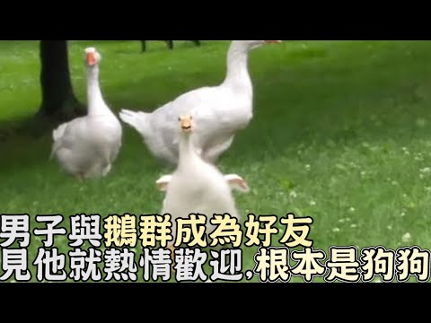 男子與公園鵝群成為好友！見到他就熱情歡迎,網笑：根本是狗狗！｜搞笑｜寵物｜狗狗｜鵝