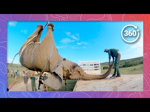 Ingenious Method to Load Elephants | Wildlife in 360 VR