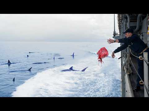 Sailors Were BANNED from Feeding Fish on Aircraft Carriers, Then THIS Happened...