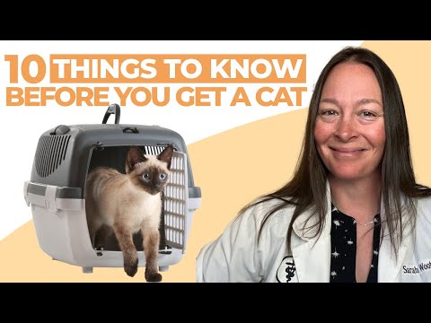 10 Things I Wish I Knew Before Getting a Cat