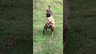 Biggest Pitbull Dog In The World 👹 #shorts #dog #pitbull #yt #ytshort