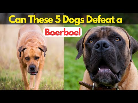 5 Dogs That Could Beat the Boerboel