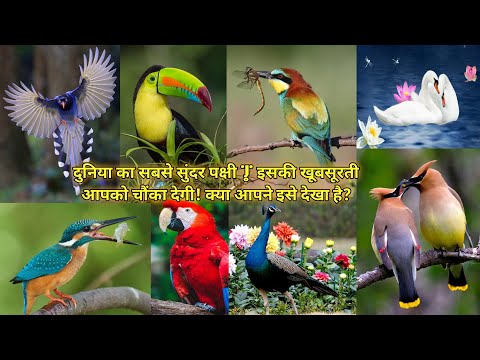 the_most_beautiful_birds_in_the_worl❣️ #BeautifulBirds #Nature #Wildlife #AnimatedFilm #BirdWatching