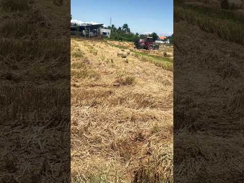 Harvesting - Life in Viet Nam