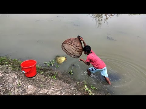 New Amazing Village Cow Boy Polo Fishing in Mud Water || Fish catching