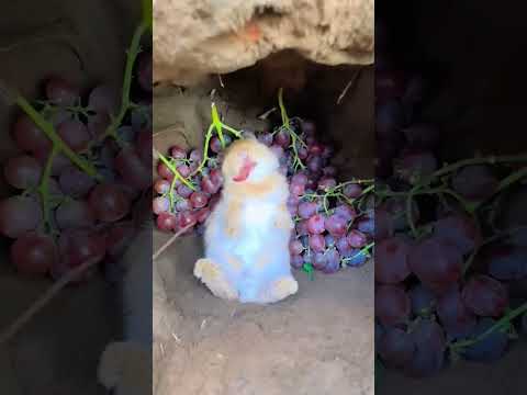 cute rabbit grapes 🍇😄... lucky rabbit... #humor #animals #funny