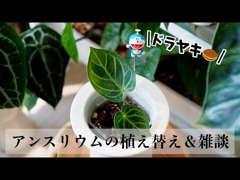 【観葉植物】植え替え＆雑談｜アンスリウム・ドラヤキ｜ゆるっと植え替え#4