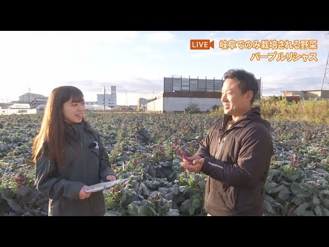 【中継】日本で唯一！？岐阜でのみ栽培される野菜