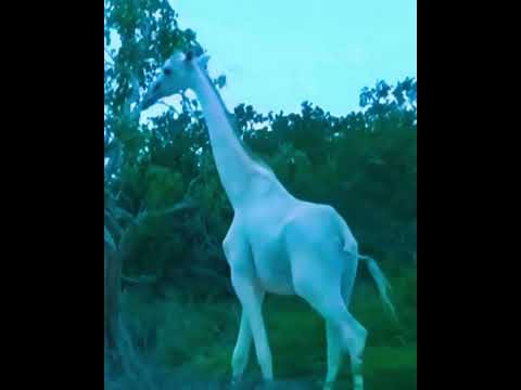 The Rare Beauty of Albino Giraffes #wildlife #fascinatingwildlife #endangeredspecies