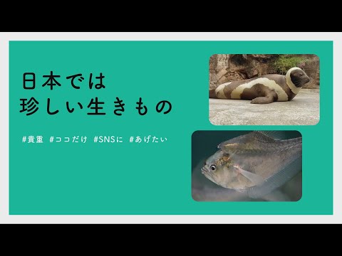 【#かわいい#楽しい#癒し水族館に行こう】日本では珍しい生きもの