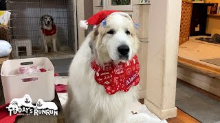 家族みんなでクリスマスを楽しんだルンルンとアランとベルです　Great Pyrenees　グレートピレニーズ