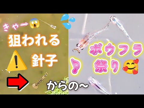 【メダカ】針子がボウフラに食べられそう➡︎親魚にあげたら大喜び😊#ビオトープ #めだか #飼育 #aquarium #稚魚#蚊#宮桜#ヒミツヘイキ