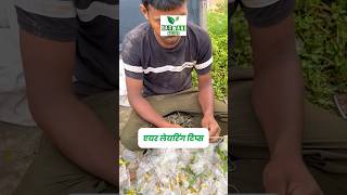 पौधा डबल करने की ज़बरदस्त ट्रिक 😱😱 #gardening