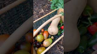 Garden harvest 🧺 #gardenharvest #shorts #gardeningardening #homegardening