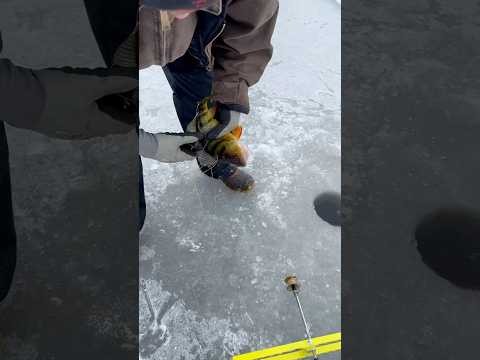 Ice Fishing 🎣 ​⁠@Masonwillaim #shorts #fishing #fish #icefishing #outdoors #winter #blowup