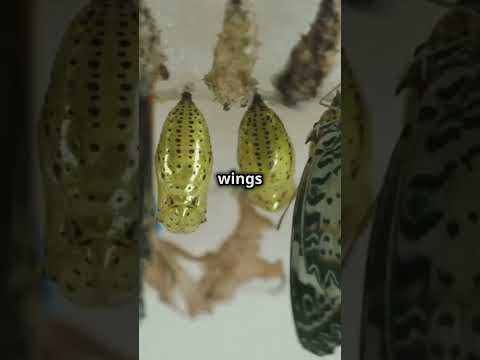 The Entire Butterfly Lifecycle in 60 Seconds!