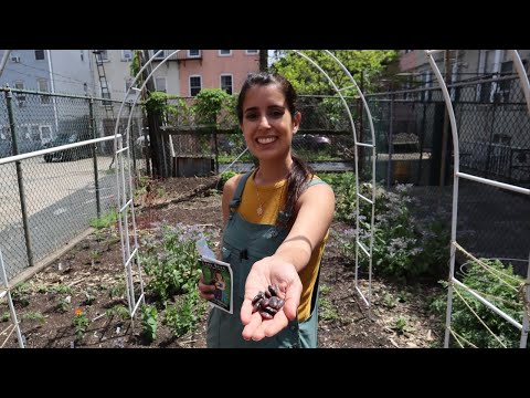 Planting Beans and Corn Seeds at the Plot // NYC Urban Garden