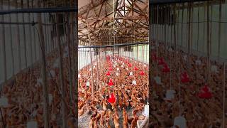 The biggest poultry farms in Uganda