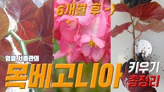 목베고니아 키우기 🦋 목베고니아 번식 💐 Begonia lucerna care 🍒 Begonia corallina