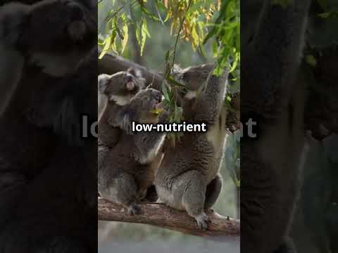 Interesting Facts About Koala 🐨 #facts #animalcuriosities #animals #animalknowledge #wildlife