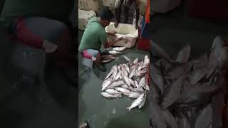 Ilish mach diamond harbour #ilish #hilsa #ilishmach #fishcutting #fishing #fishingvideo #fishmarket