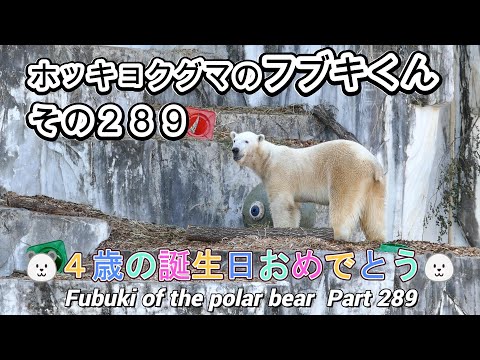 ホッキョクグマのフブキくん（２８９）🐻‍❄️４歳の誕生日おめでとう🐻‍❄️（東山動植物園）Fubuki of the polar bear Part 289