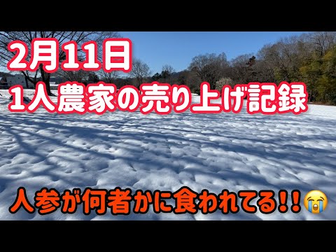 2月11日銀世界でした。肥料、種代、など2月は支払いがすごい。というか資材の値上がりがすごい