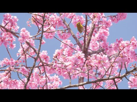 京都 淀水路の河津桜 2021【4K】