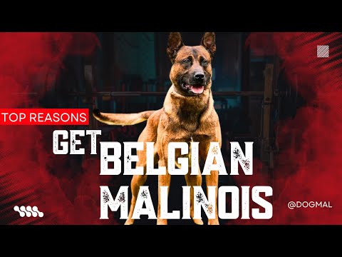 Is the Belgian Malinois Dog Suitable for You? || Real-Life Working Dog Skills