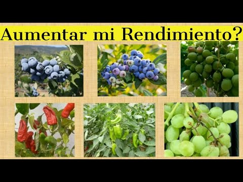 Ácidos Húmicos, Fulvicos, Extractos marinos, Extractos Vegetales, biol en los Frutales