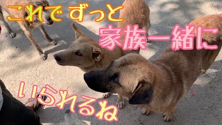 【海外野良犬支援】仲良し3匹家族💕誰が欠けても悲しいからみんなで守るよ🌸そして謎の虫が飛び回りマロが💦