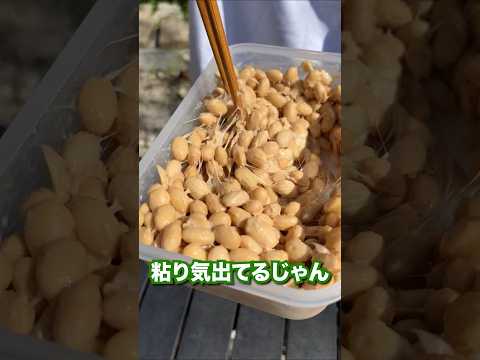 １分でわかる大豆から作る納豆！#Shorts