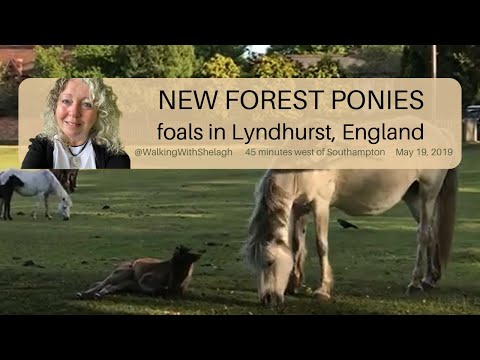 Mares and newborn #foals in the #newforest in #england #newforestponies