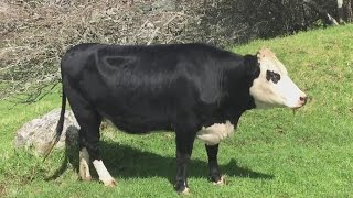 Cow Mooing - Cow Mooing Sounds 100% Real