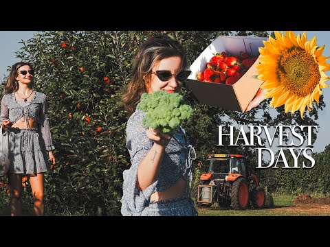 Pick Your Own Farm Goodies in the British Countryside 🥦🚜🍎 Garsons Farm