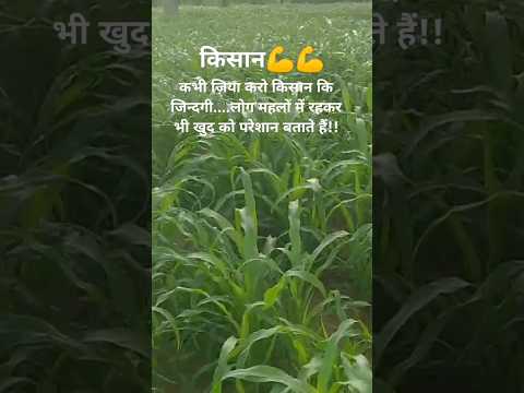 किसान 🌾🌾 हमारे खेतों का विडियो 💥 किसान हैं जनाब✌️💪#किसान #खेती #महनत  #यूट्यूबशॉर्ट्स #वायरल #ट्रेंड