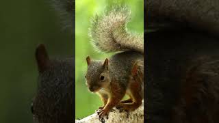 Tree Hoppers A Day in the Life of a Squirrel #WildlifeShorts #NatureJourney