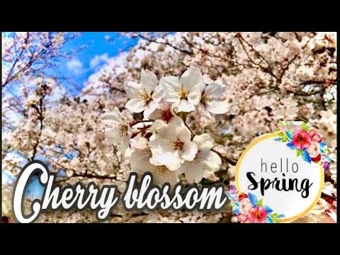 さくら　Cherry blossom in Japan、beautiful cherry blossom 2021 cherry blossom