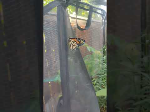 Monarch being released 👋🦋