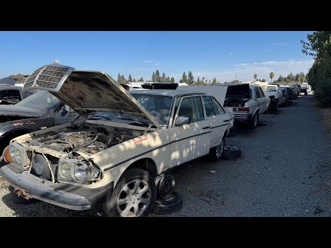 Two Mercedes-Benz W123 Sedans at Junkyard