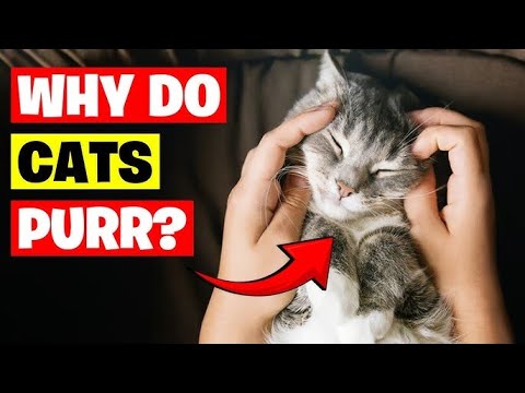 Why Do Cats Purr?